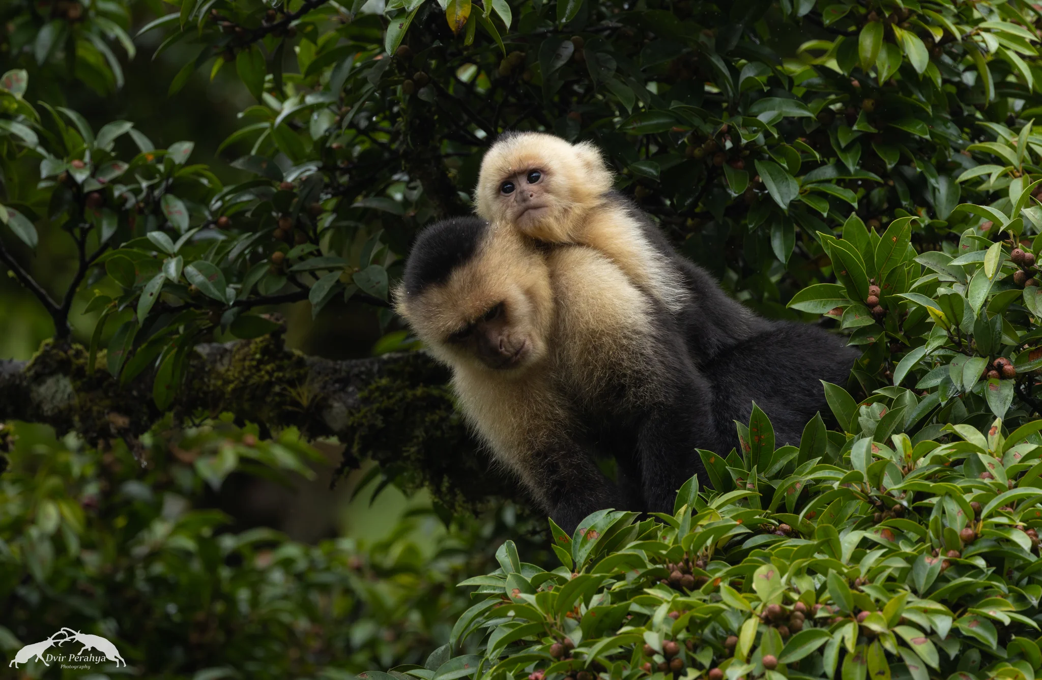 Costa Rica Wildlife